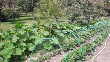 Een tuin met rijen aardbeienplanten en planten met grote bladeren, mogelijk courgettes, omheind door een draadhek.
