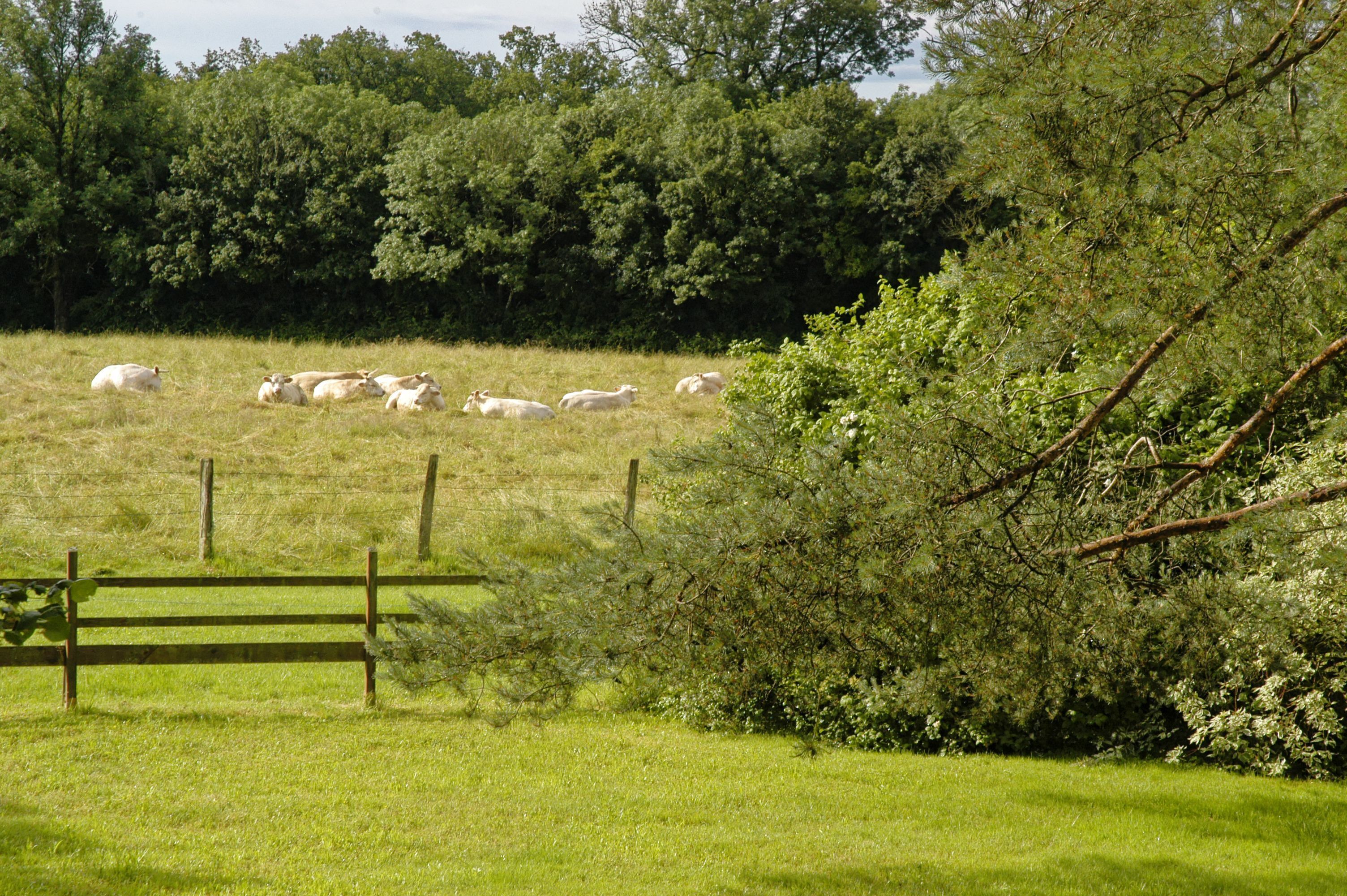 Een grasveld met een houten omheining en bomen op de achtergrond.