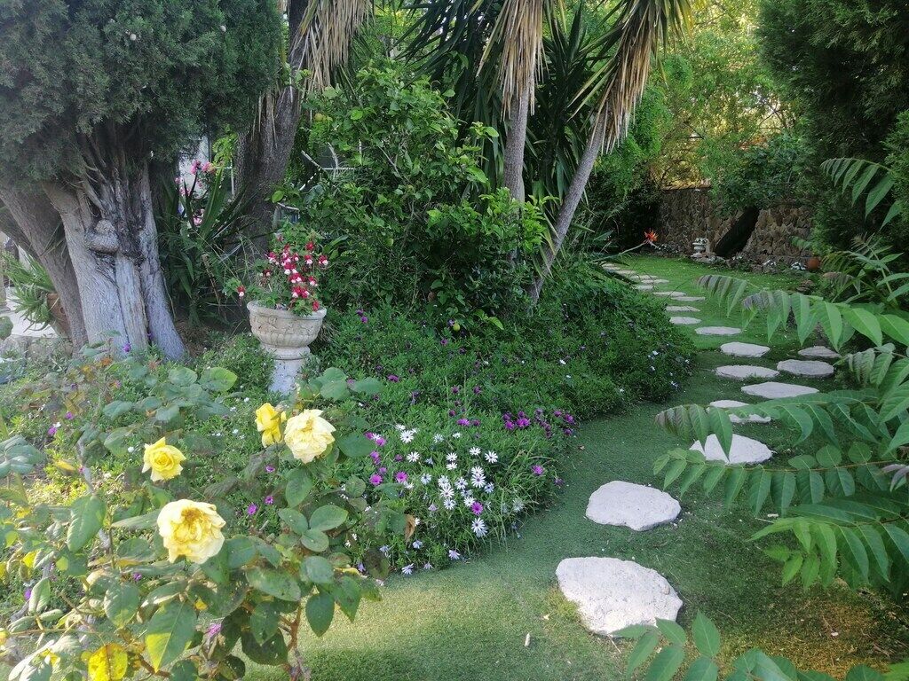 Un jardin avec un chemin de pierres, différentes plantes et un grand arbre.
