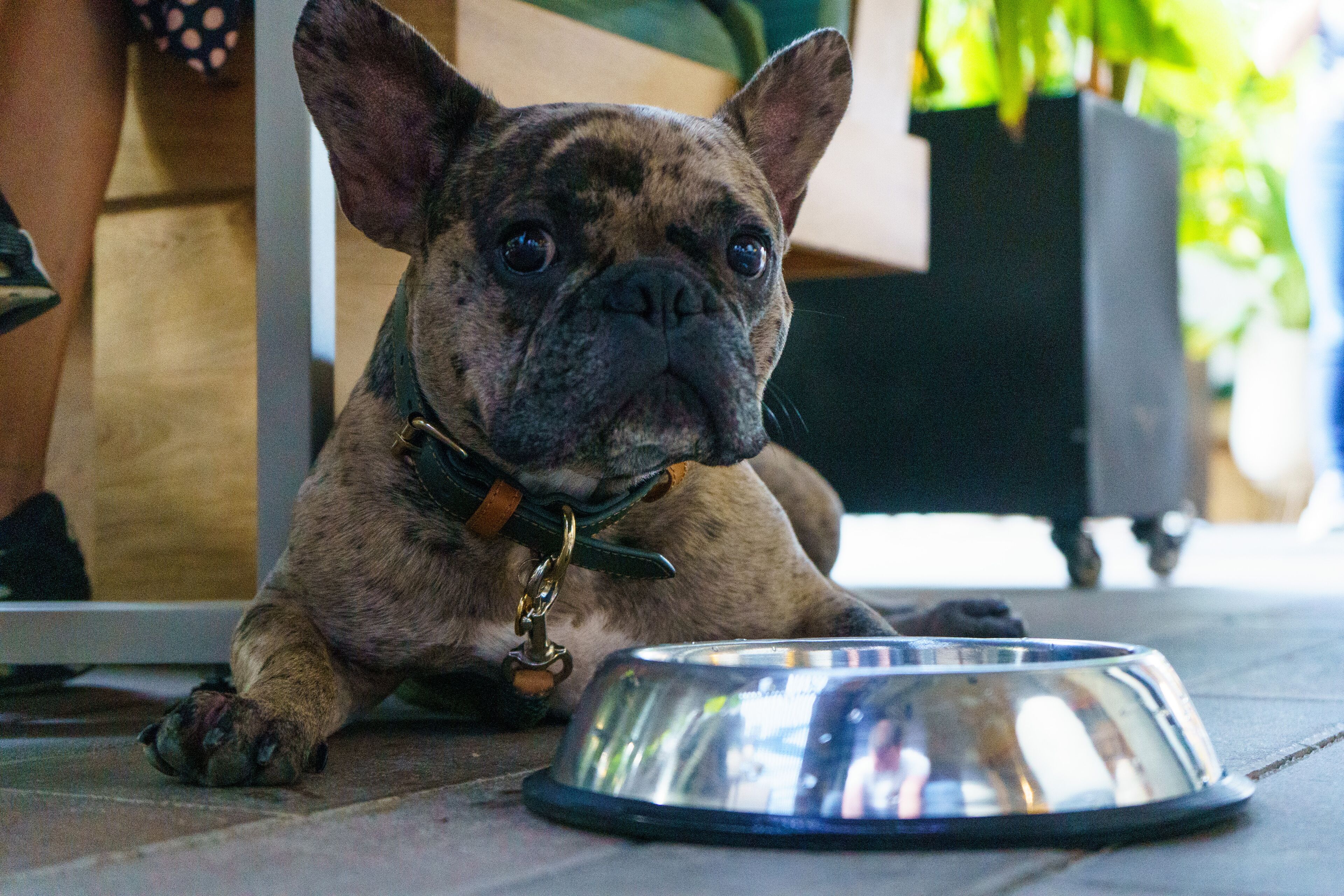 pet-friendly amenities