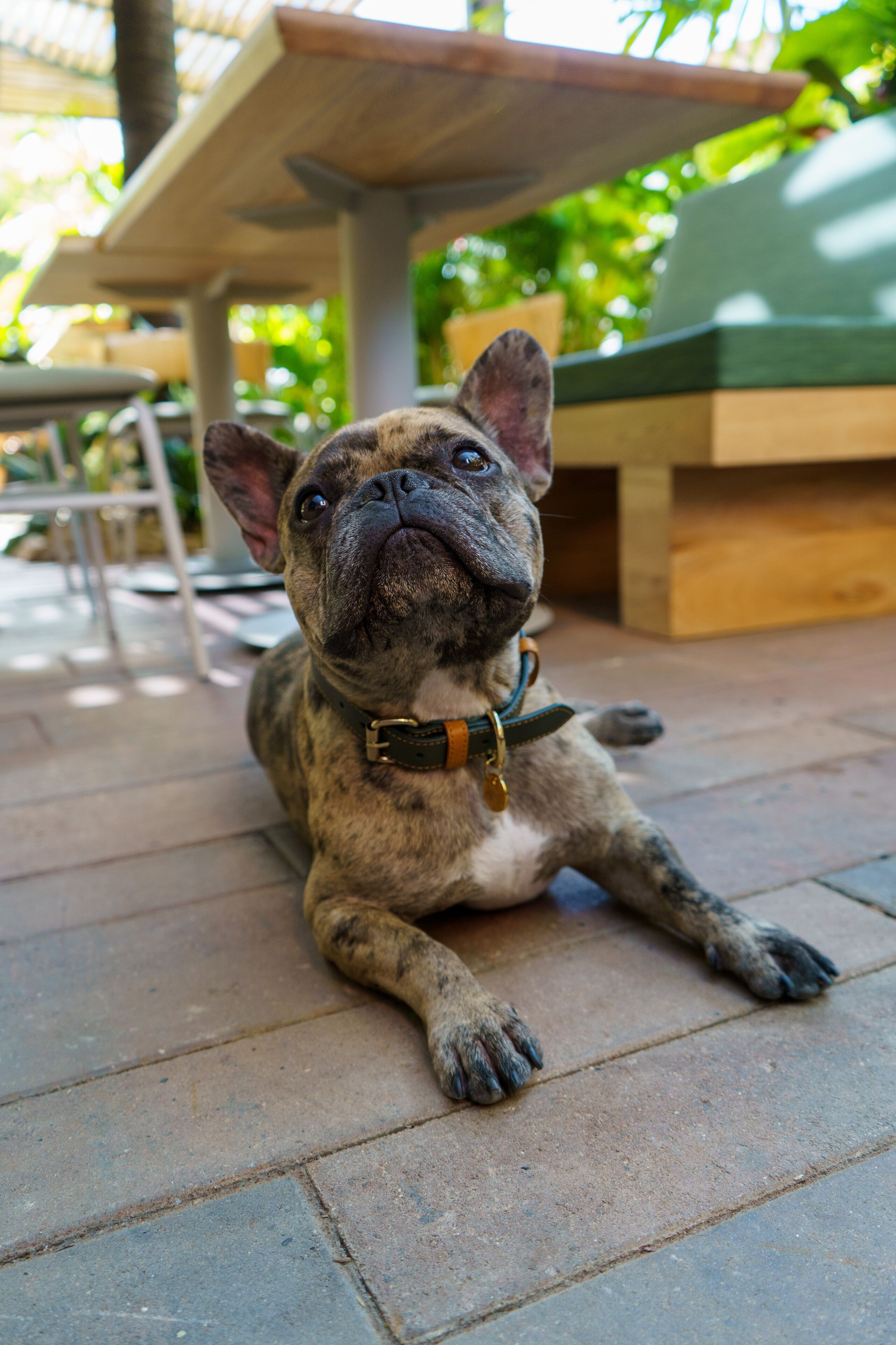 Un perro recostado en un patio con baldosas, con una mesa y sillas al fondo.