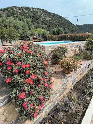 A pool with a stone wall, a cactus with pink flowers, and a mountainous landscape in the background. - Olive grove house of Polymnia (Επάνω Σίσι)