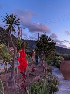 Property grounds - Olive grove house of Babis (Επάνω Σίσι)