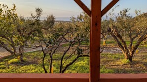 An outdoor view of an olive grove with a wooden pergola structure in the foreground.