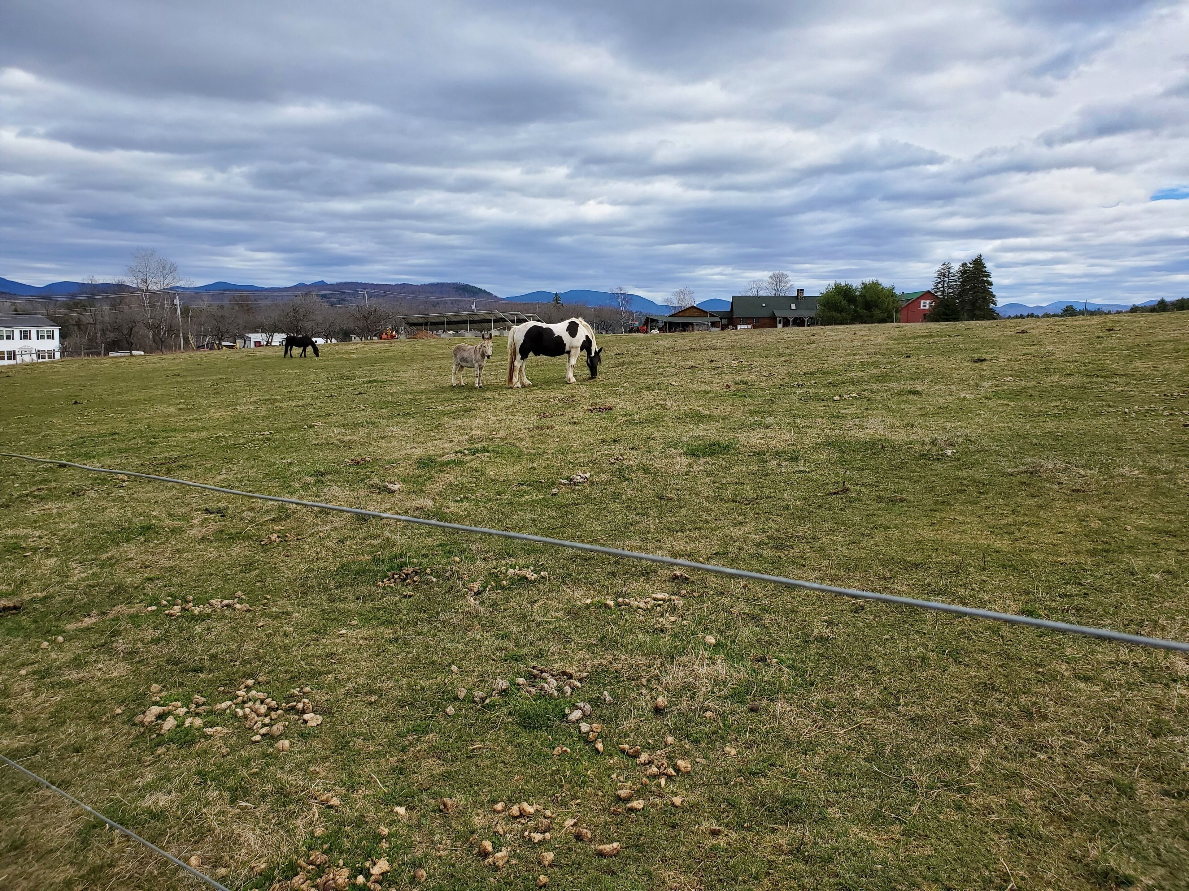 A grassy field with a horse grazing, surrounded by houses and mountains in the background.