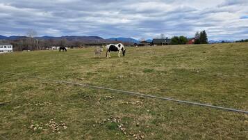 A grassy field with a horse grazing, surrounded by houses and mountains in the background.