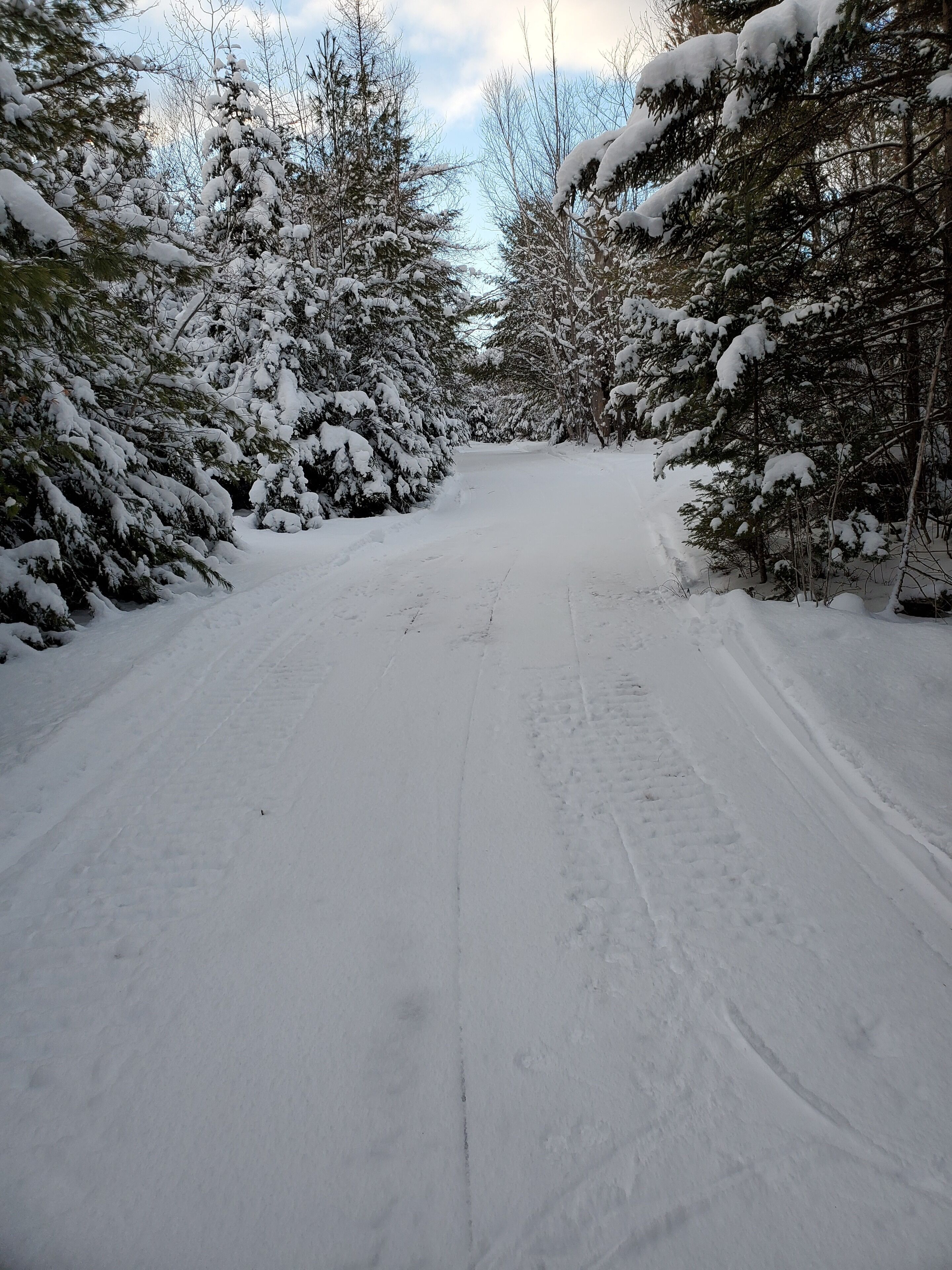 A snow-covered road flanked by trees.