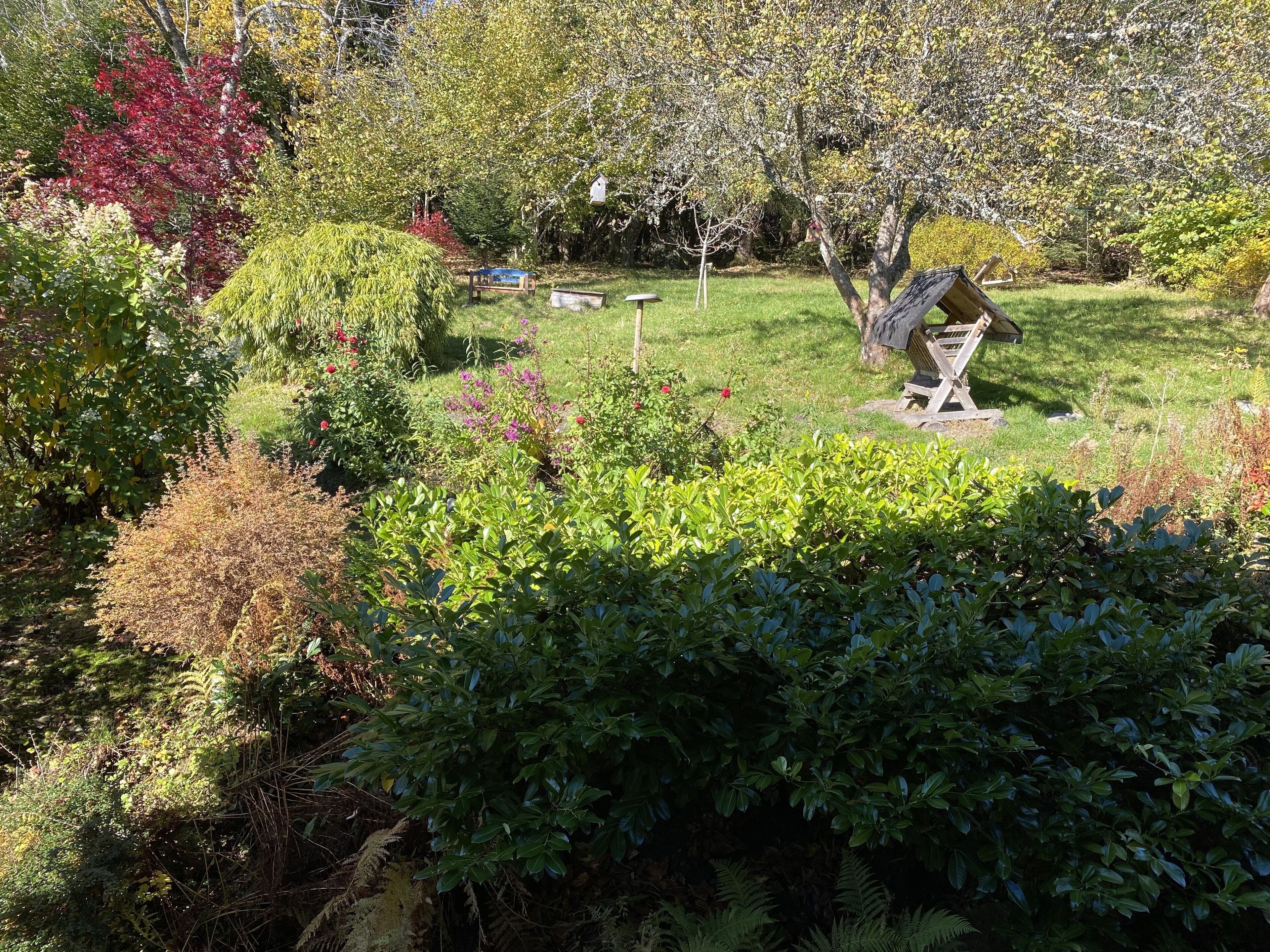 A garden with various plants and a wooden bench.