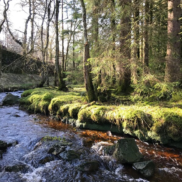 A forest stream with moss-covered rocks and trees. - Castle Annex in Trossachs National Park (Aberfoyle)