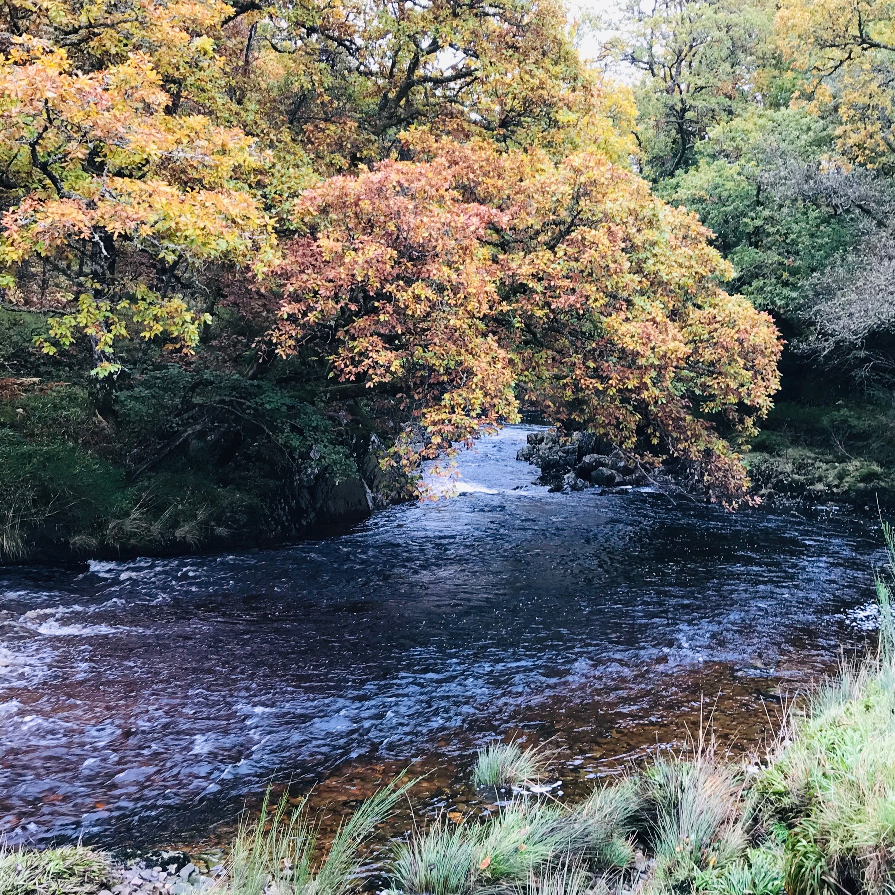 Une rivière qui traverse une forêt aux arbres aux couleurs automnales.