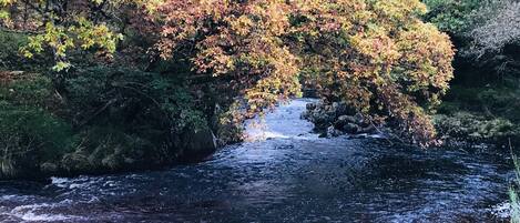 Une rivière qui traverse une forêt aux arbres aux couleurs automnales.