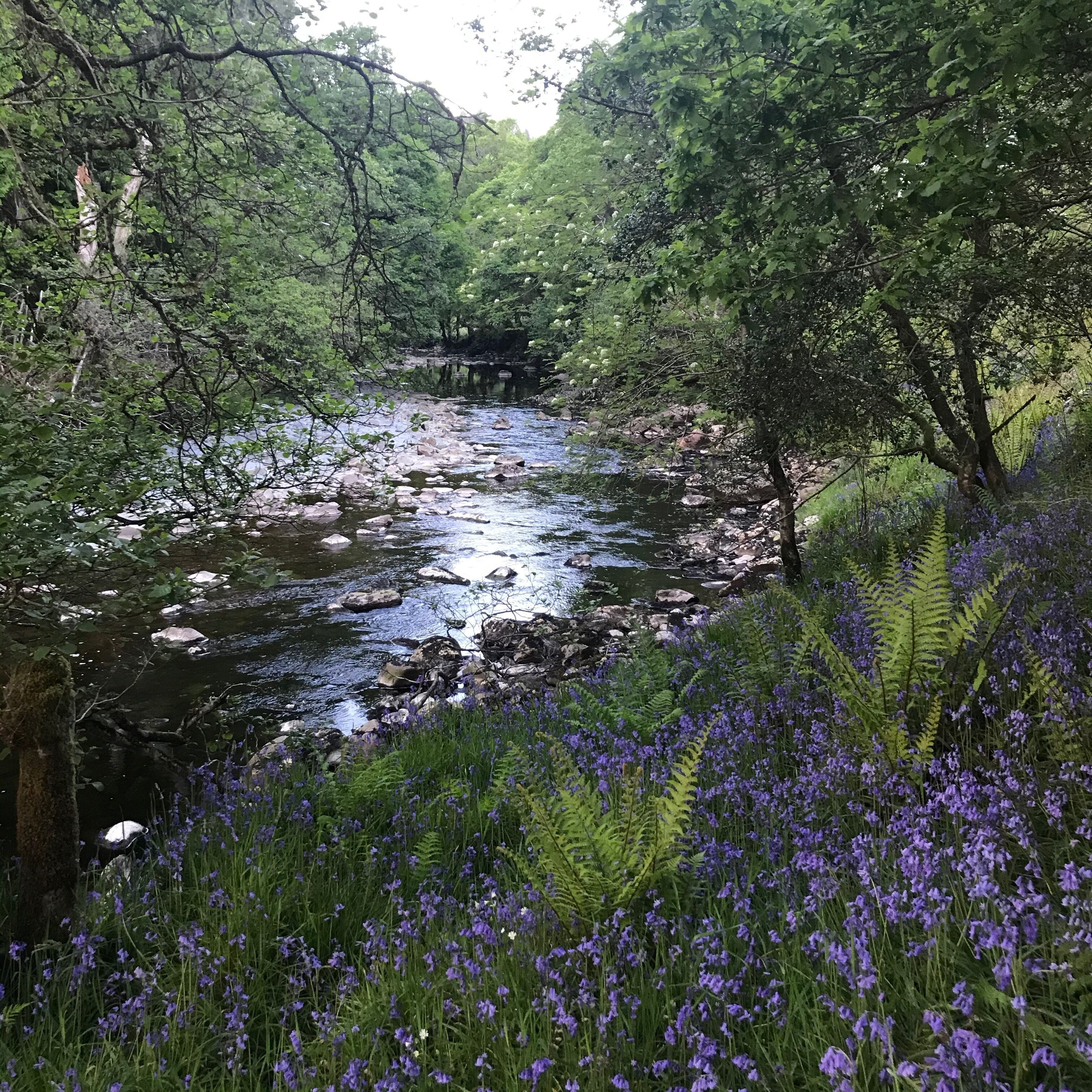 Un río rodeado de vegetación exuberante y flores moradas.