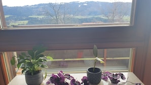 Ein Fenster mit Blick auf eine hügelige Landschaft, ein Blumentopf und eine Vase mit lila Blumen auf einem Tisch.