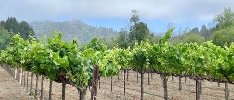 A vineyard with rows of grapevines supported by wooden stakes and wire.