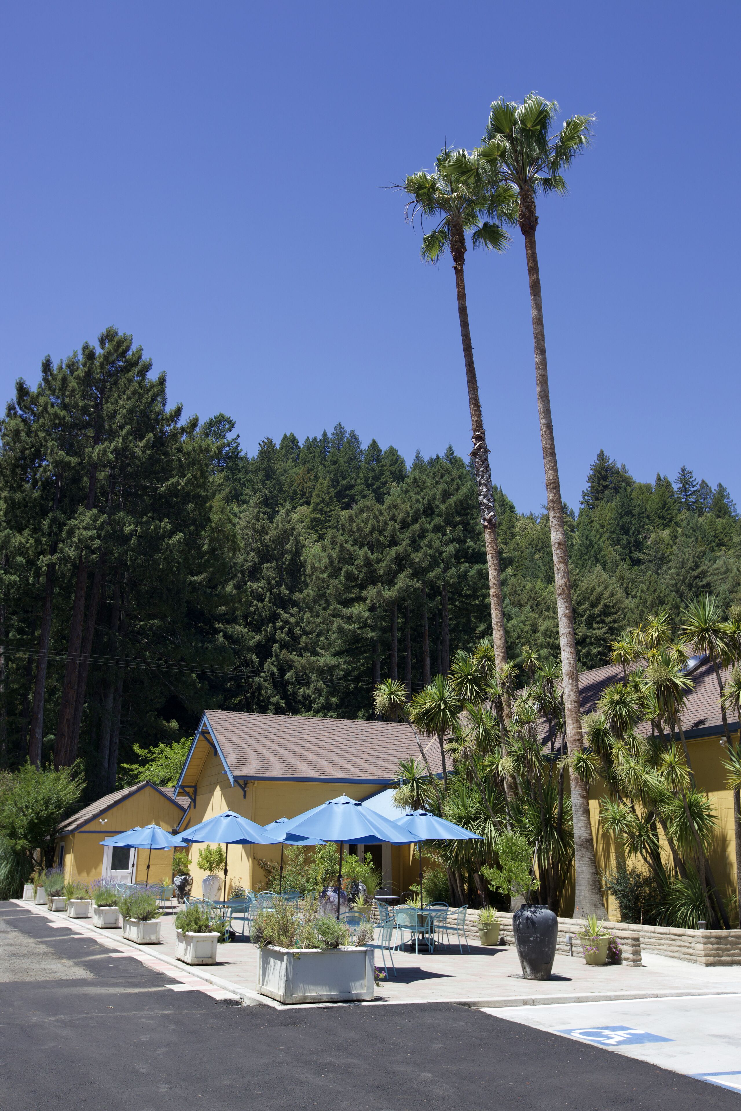 A hotel with outdoor seating, palm trees, and a forested background.