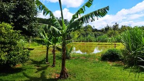 A lush garden with a pond, banana trees, and various greenery.