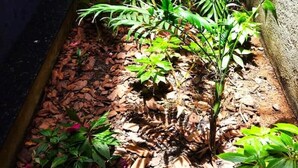 Un jardín interior estrecho con diversas plantas y un banco de madera.