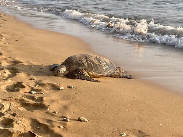 Une tortue de mer sur une plage de sable, avec des vagues en arrière-plan.