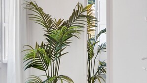 Una habitación con paredes blancas, una planta grande en maceta y una puerta que da a un espacio al aire libre.