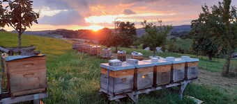 Ferienwohnung Zum Bienenstock
