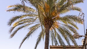 A building with a white facade, multiple balconies with flower boxes, and a palm tree in front. - Hotel Santo Cristo La Ciudadela Marbella (Marbella)