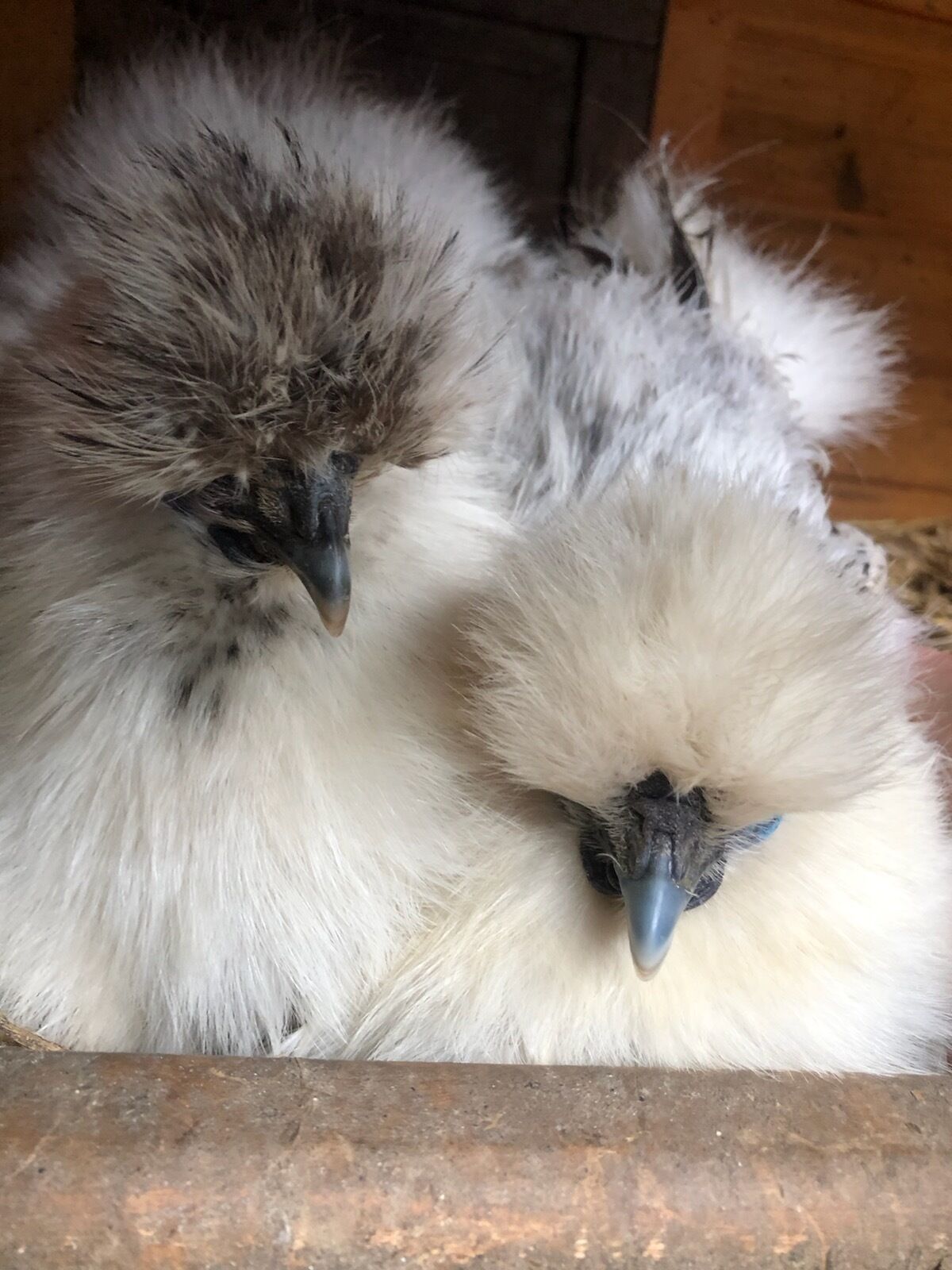 Two fluffy chicks with dark beaks and eyes, resting on a wooden surface.