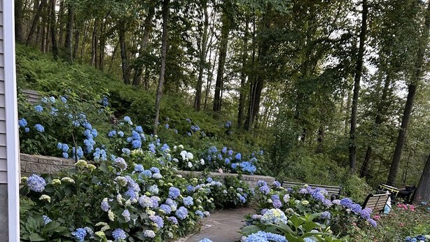 Um jardim com hortênsias e um caminho.