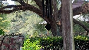 Un espacio al aire libre techado con mesa y sillas de madera, rodeado de follaje y un árbol grande.