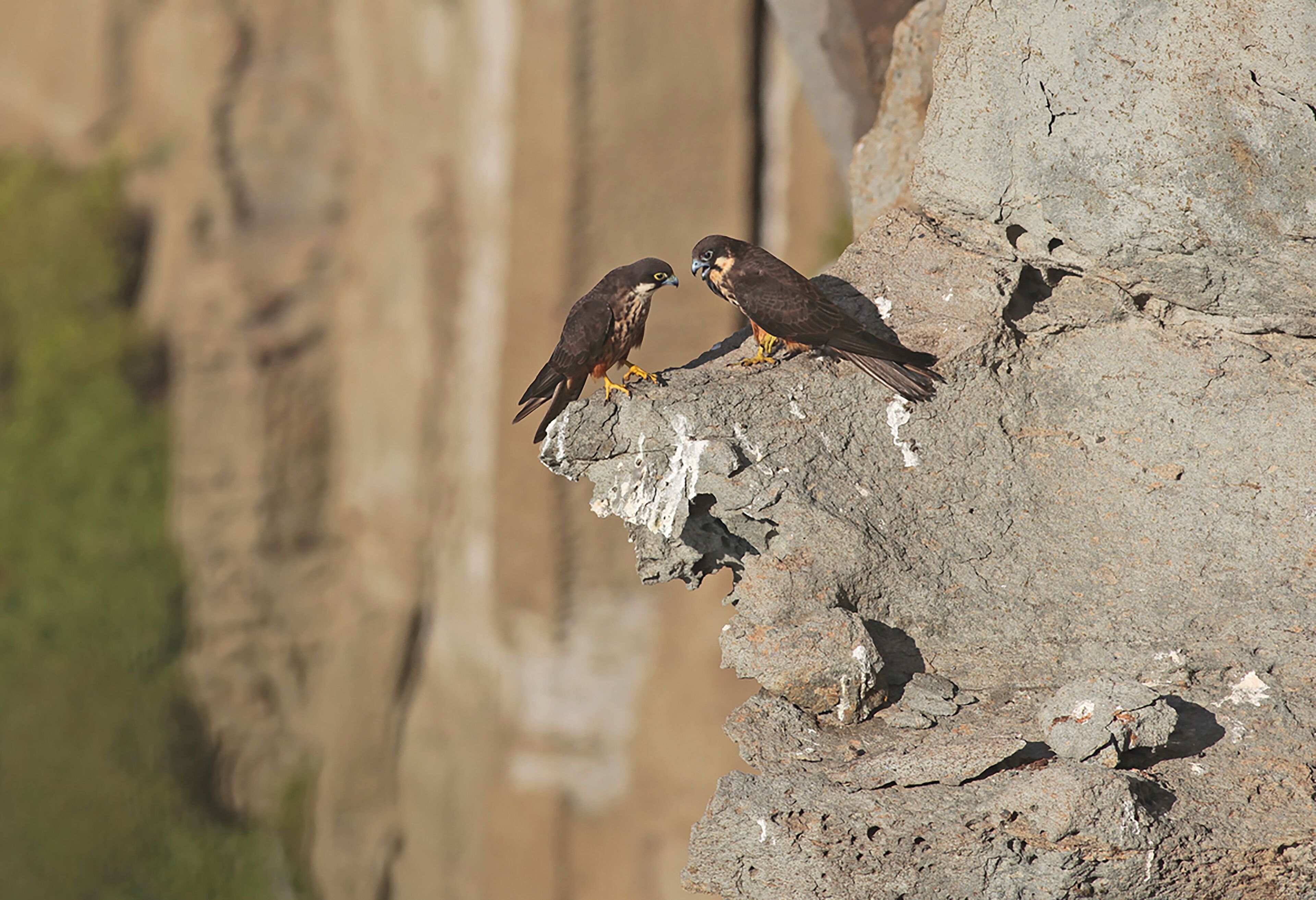 Zwei Vögel auf einem steilen Felsen.