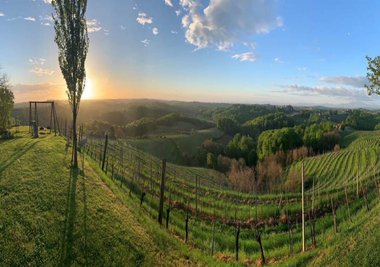 A vineyard with rows of grapevines and a swing set in the foreground.