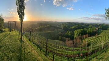 A vineyard with rows of grapevines and a swing set in the foreground.