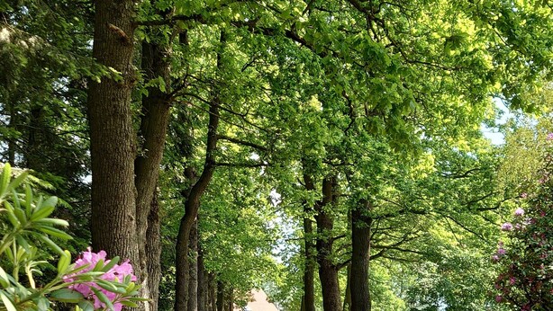 Een pad omzoomd door bomen en grind, dat naar een gebouw in de verte leidt.