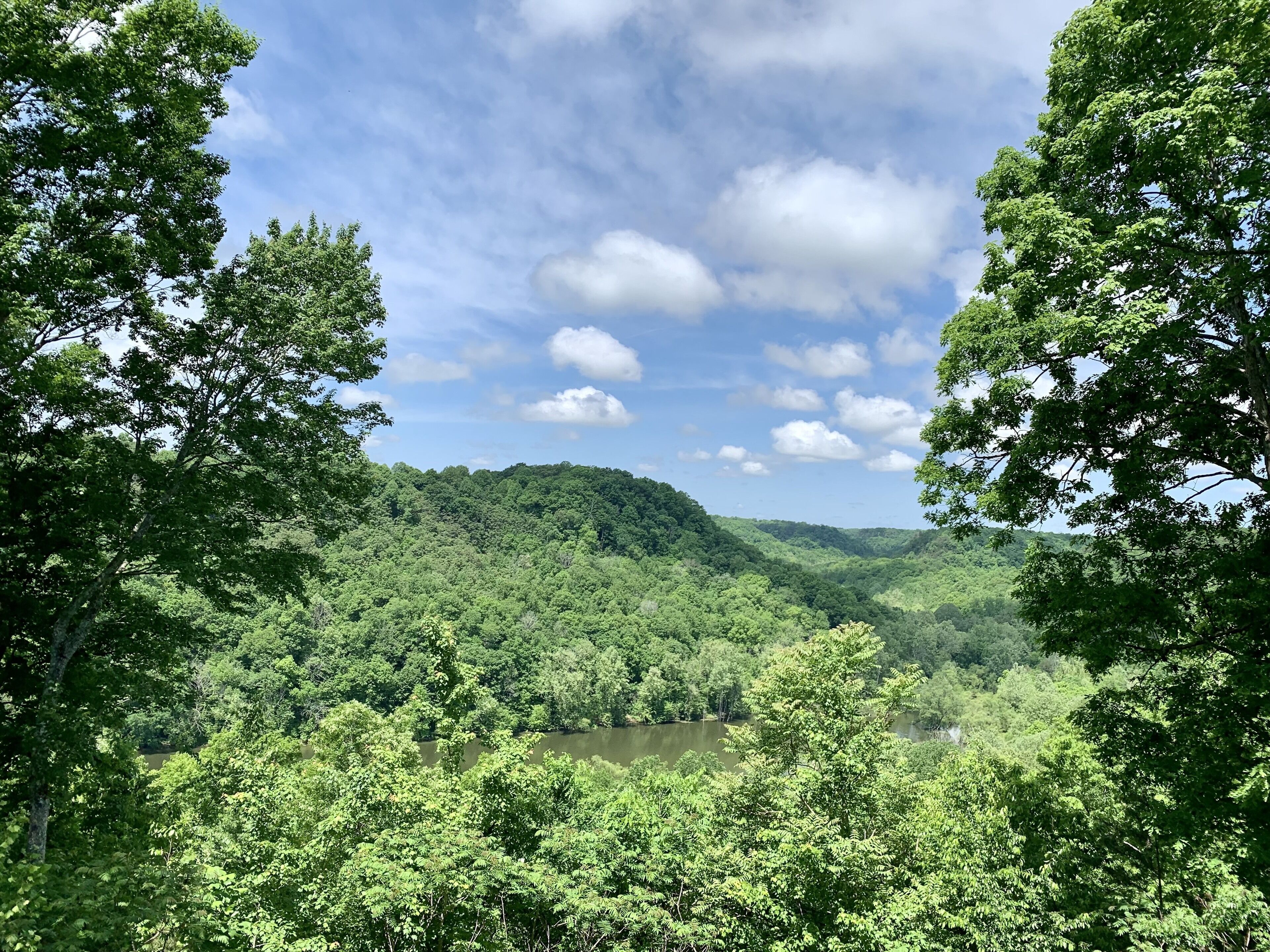 A forested valley with a river, surrounded by dense trees and a clear sky.