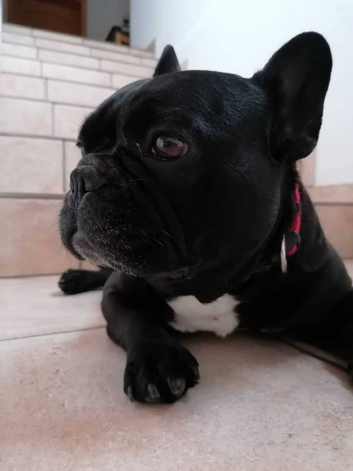 A black dog lying on a tiled floor.