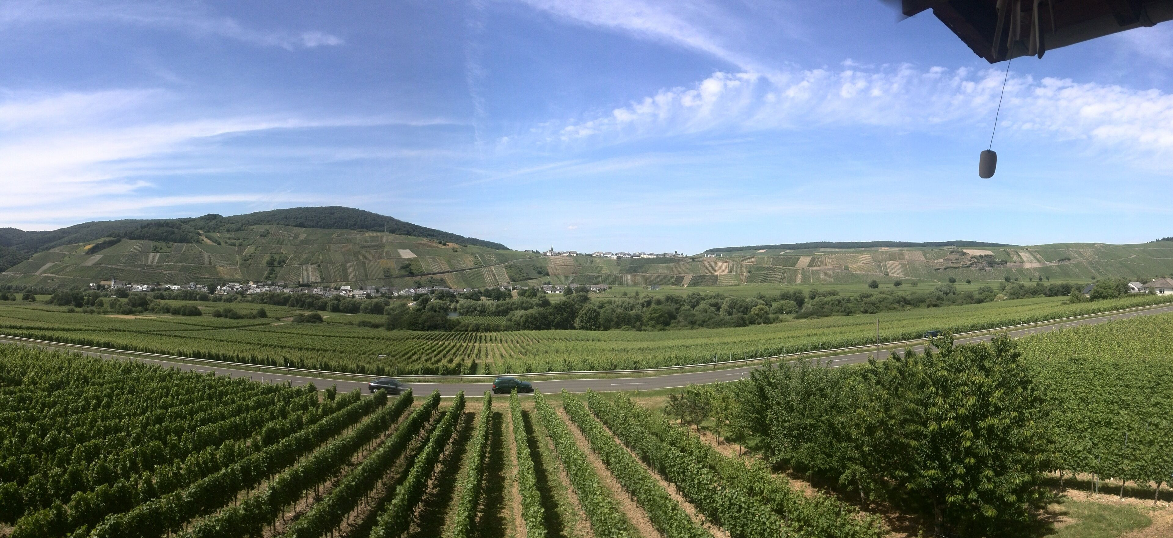 A vineyard with rows of grapevines and a road running through it.