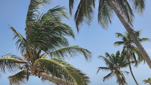 Una playa con palmeras, cielo azul despejado y mar tranquilo.