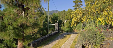 Un sendero de piedra que atraviesa un jardín con pinos y arbustos de flores amarillas.