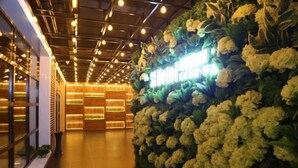 A hotel corridor with a wall of artificial flowers and illuminated shelves. - Shou Cheng Hotel Select (Mishan)