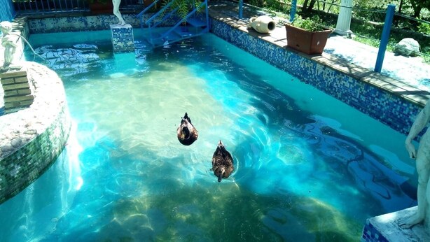 A clear pool with two ducks swimming, surrounded by a tiled edge and a stone border.