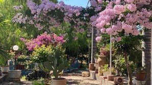 A garden with various potted plants and flowering shrubs.