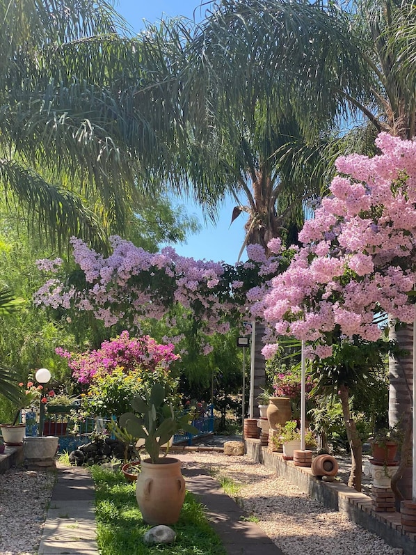Un jardin agrémenté de diverses plantes en pot et d’arbres en fleurs.