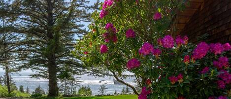 A pathway leading to a building with a view of a tree and a body of water.