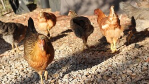 A group of chickens on a gravel surface with a tarp and black trash bins in the background. - Austin Cabin (Austin)