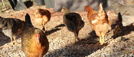 A group of chickens on a gravel surface with a tarp and black trash bins in the background.