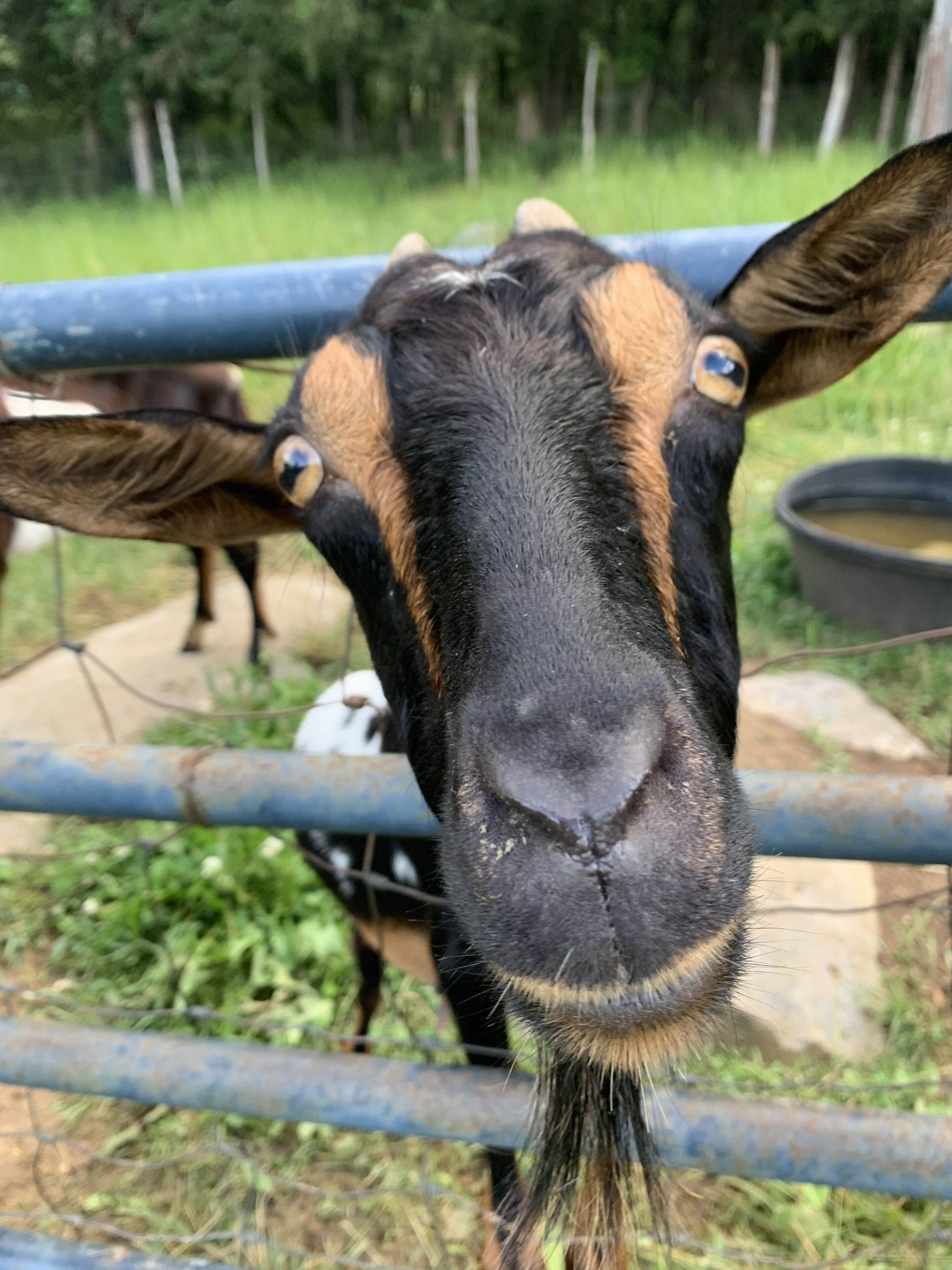 The goats are ready to nibble grain ANY time you come to the fence.  