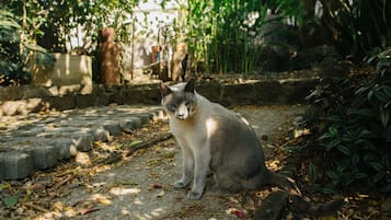 Acepta mascotas