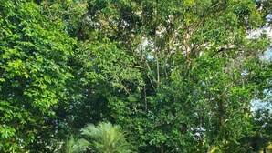 Een weelderig groen gazon met verschillende bomen en gebouwen op de achtergrond.