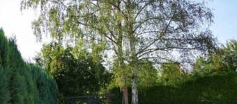 Birkenblick - Holiday apartment Unne