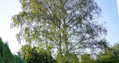 Birkenblick - Holiday apartment Unne