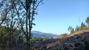 A forested area with a stone wall and a mountain in the background.
